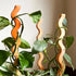 HEAT Totems by Secateur Me Baby